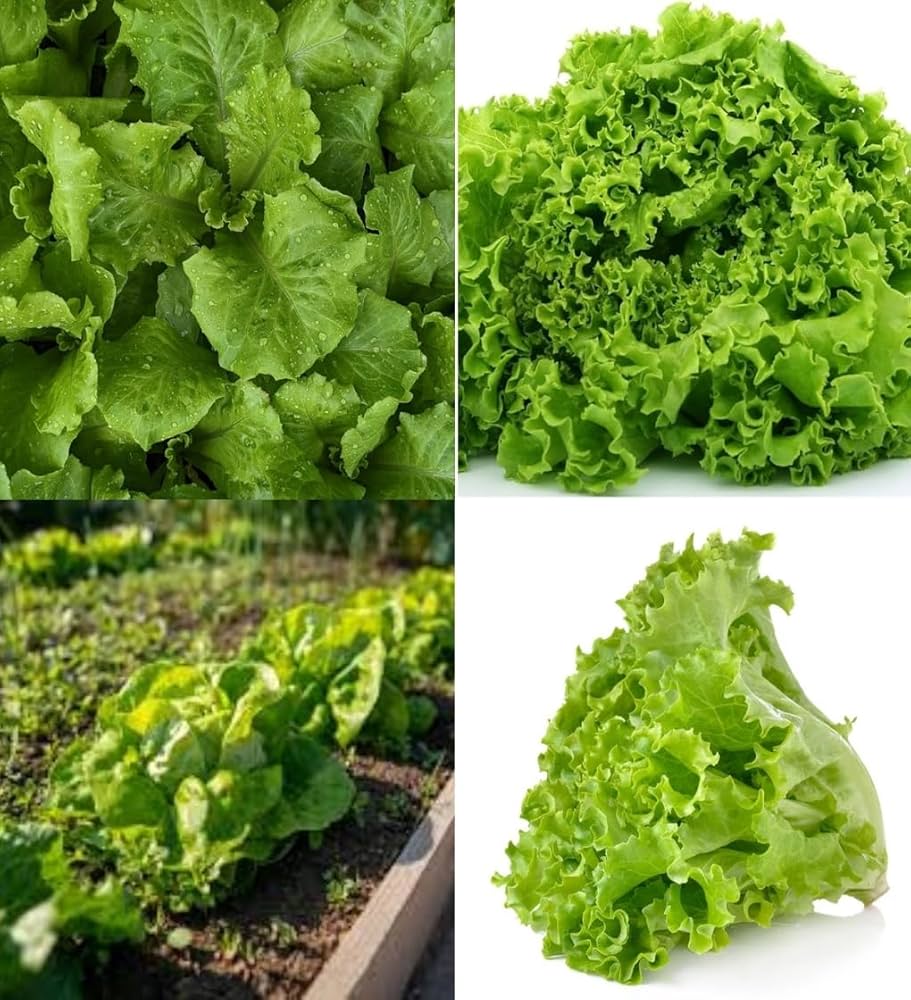 Lettuce (Lactuca sativa) Seeds for Planting – Heirloom, Non-GMO, Indoor & Outdoor, Hydroponic-Friendly
