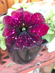 Petunia Hybrid Flower Seeds Maroon