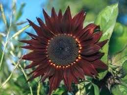Sunflower Seeds for Planting to Plant Thick Red