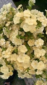 Phlox Seeds – Yellow Flower Variety