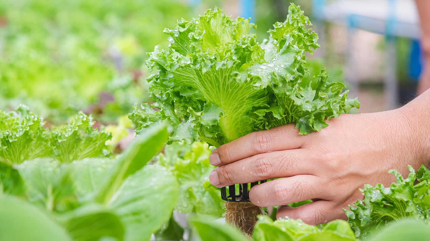 Lettuce (Lactuca sativa) Seeds for Planting – Heirloom, Non-GMO, Indoor & Outdoor, Hydroponic-Friendly