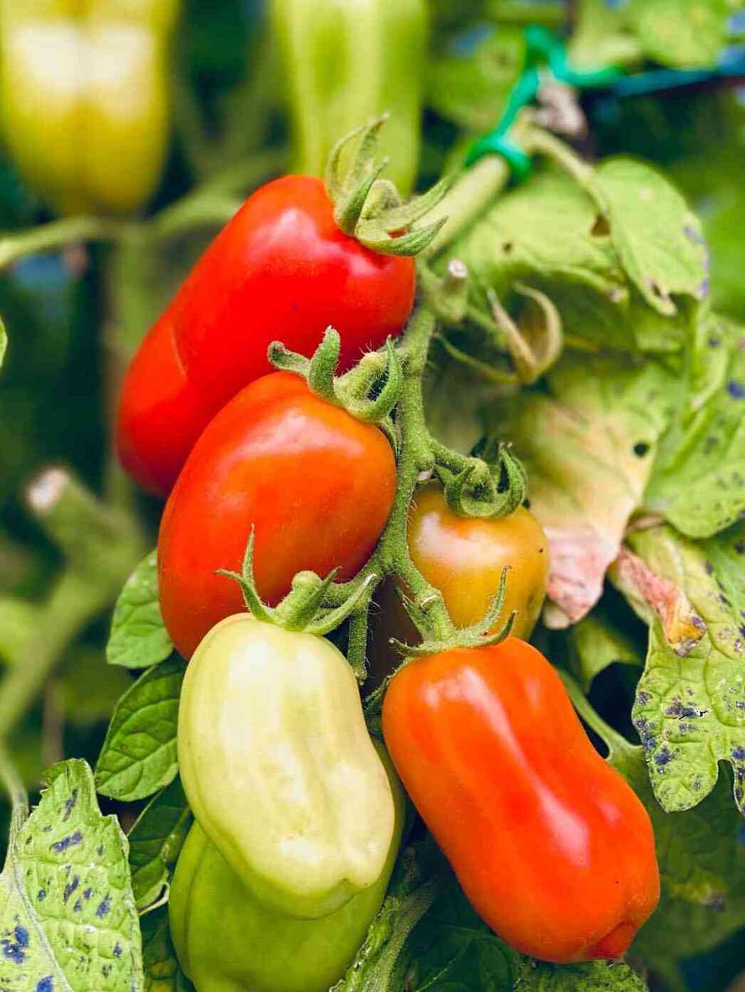 Semi di San Marzano – Piantagione di pomodori
