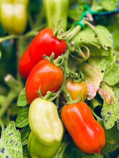 Semi di San Marzano – Piantagione di pomodori