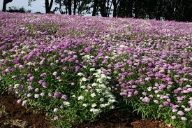 Candytuft Wildflower Seeds Tall Mix