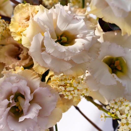 Stunning Lisianthus Flower Seeds
