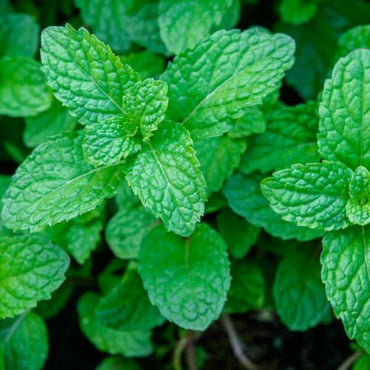 Semi di Verdure alla Menta
