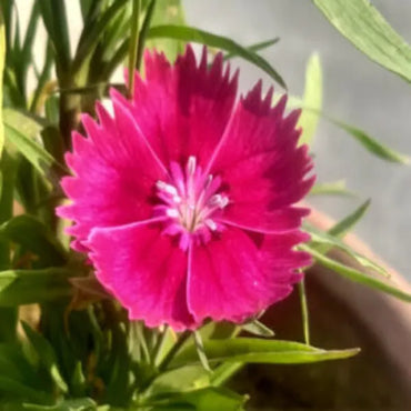 Pink William Flower seeds for Planting - Perfect for Borders, Heirloom & GMO Free Seeds for Home Garden