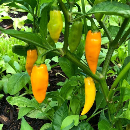 Datil Pepper Vegetable Seeds
