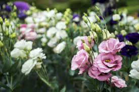 Beautiful Lisianthus Seeds for Your Garden