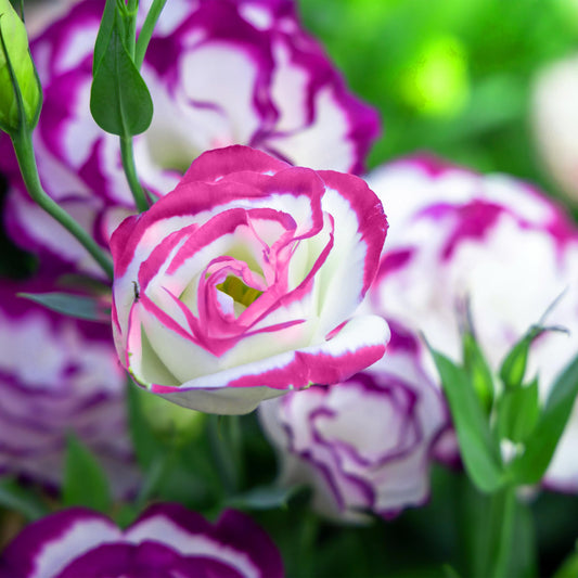 Grow Elegant Lisianthus Flower Seeds
