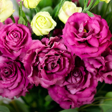 Grow Elegant Lisianthus Flower Seeds