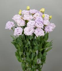 Grow Elegant Lisianthus Flower Seeds