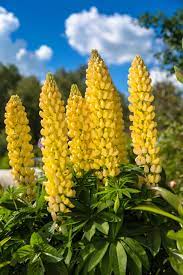 Lupine Wildflower Seeds yellow