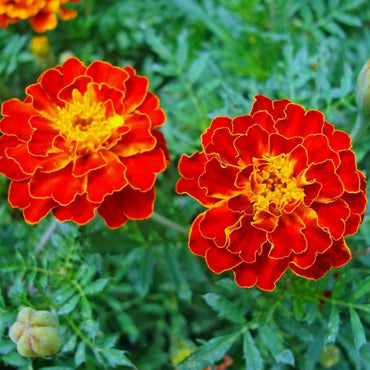 French Marigold Seeds