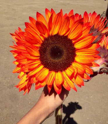 Sunflower Seeds for Planting to Plant orange