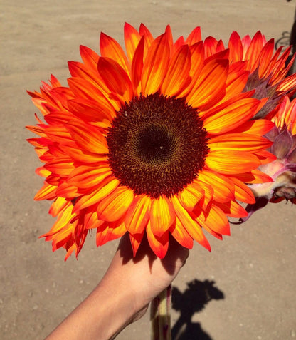 Sunflower Seeds for Planting to Plant orange