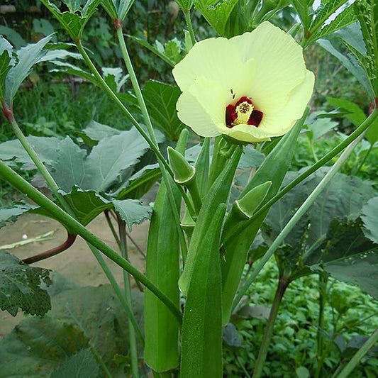 オクラの種子 – 室内および屋外での植え付け