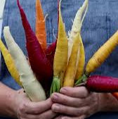 Rainbow Carrot Seeds – Heirloom Garden Variety