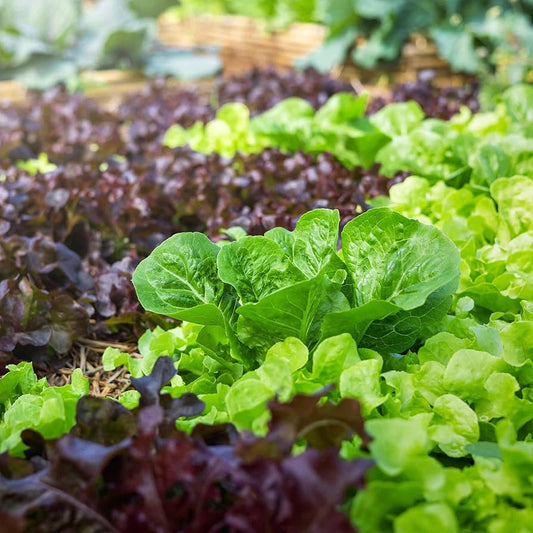 Leaf Lettuce Seed Blend – Non-GMO, Easy to Grow