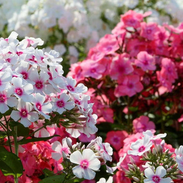 Mixed Color Phlox Seeds for Garden Planting