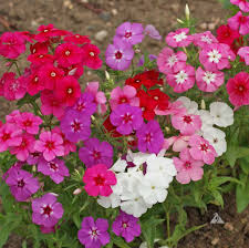 Mixed Color Phlox Seeds for Garden Planting