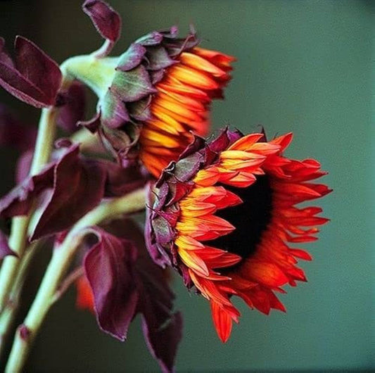Sunflower Seeds for Planting to Plant orange