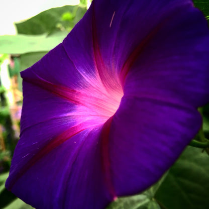 Morning Glory 'Star of Yelta' Flower Seeds