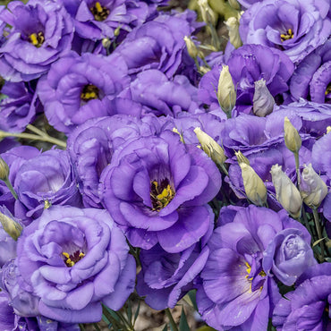 Lisianthus Seeds for Beautiful Long Lasting Flowers
