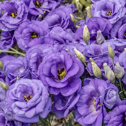 Lisianthus Seeds for Beautiful Long Lasting Flowers