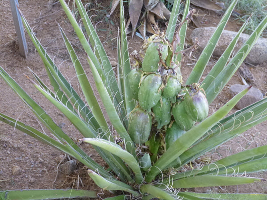 Banana Yucca Fruit Seeds