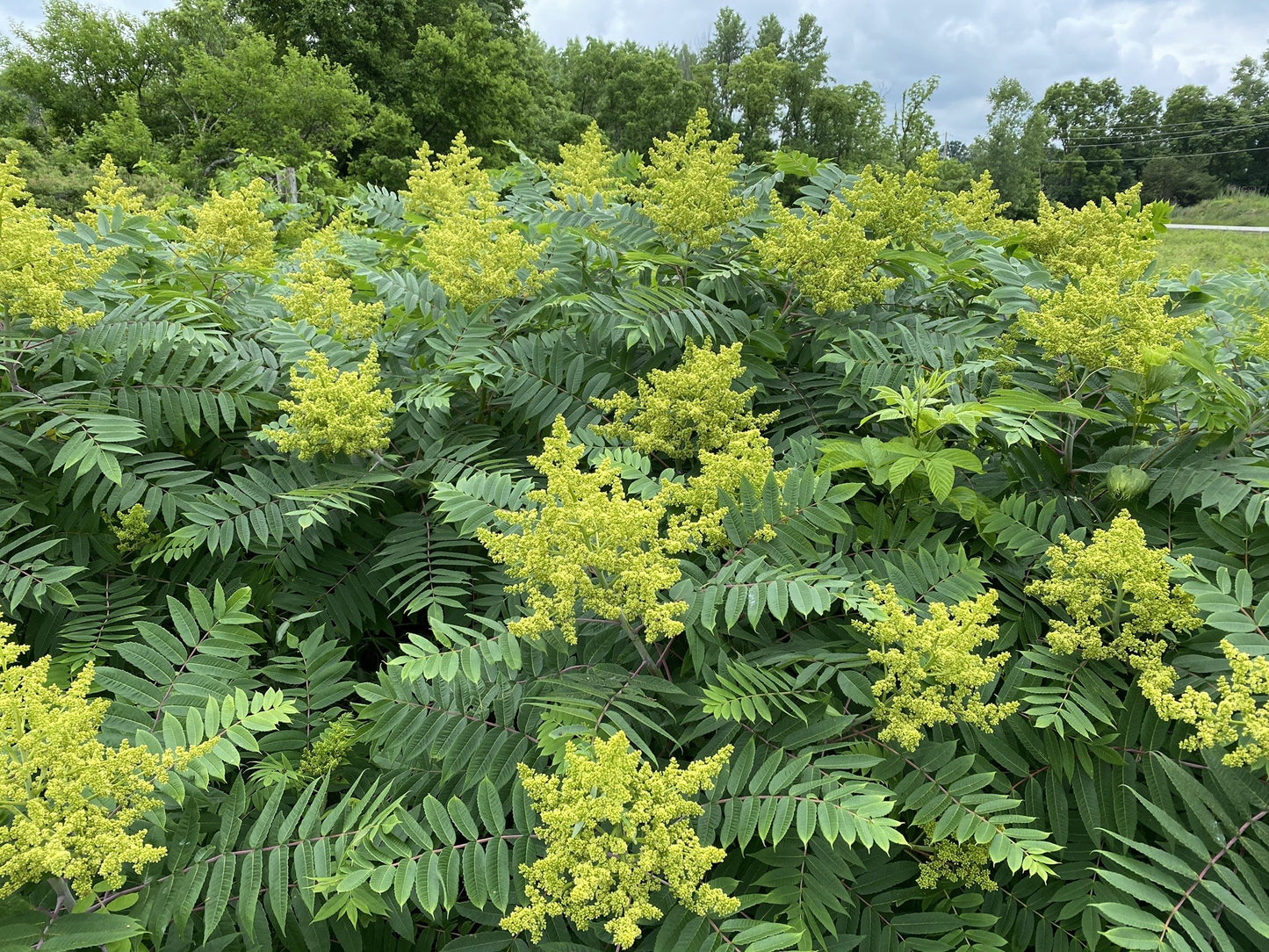 Semi di arbusto di sommacco liscio