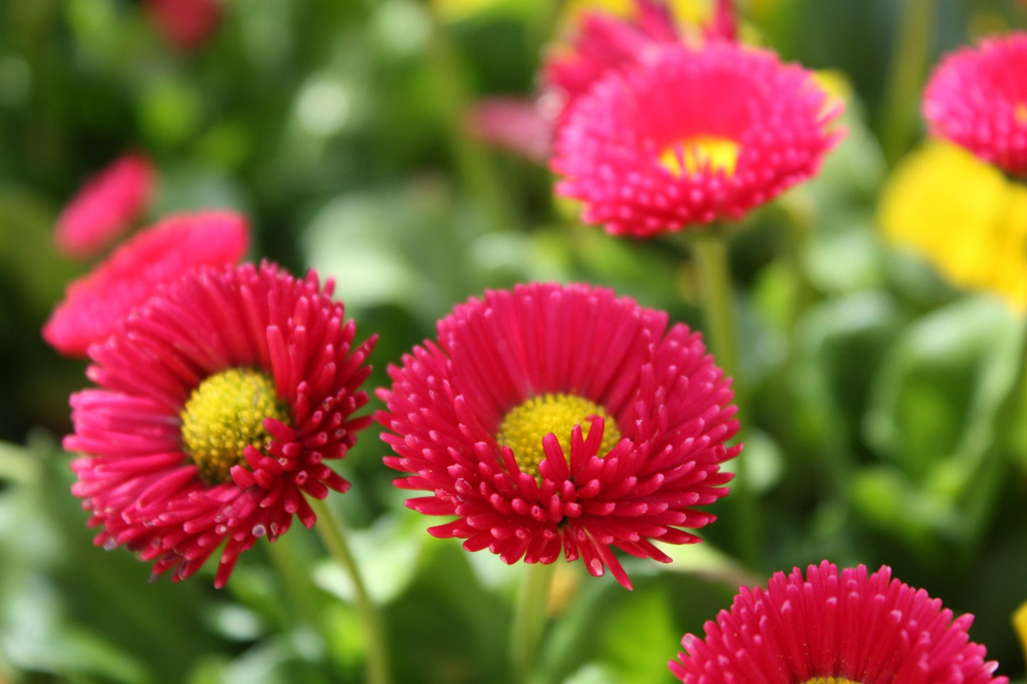 Bellis Perennis Galaxy Rose Flower Seeds