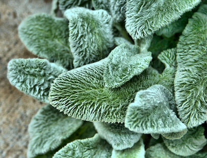 Lamb's Ears Herb Seeds