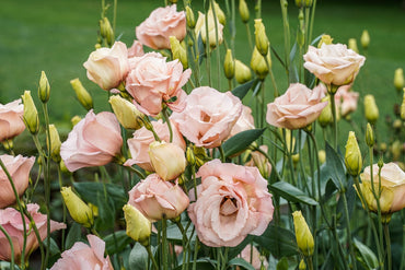 Lisianthus Flower Seeds Enhance Your Garden’s Beauty