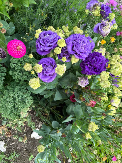 Lisianthus Flower Seeds Enhance Your Garden’s Beauty