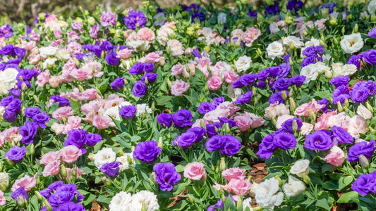 Bright and Bold Lisianthus Seeds for Your Garden
