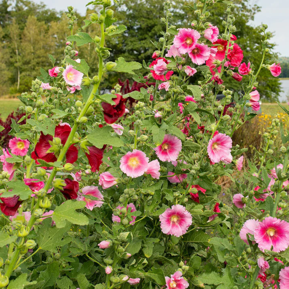 Hollyhock Indian Spring Flower Seeds