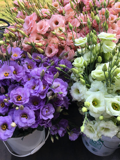 Bright and Bold Lisianthus Seeds for Your Garden