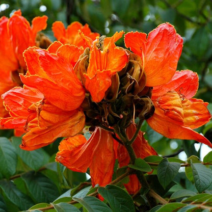 Tulip Tree Flower Seeds