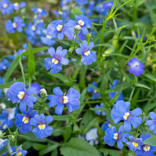 Nemesia 'Blue Gem' Blumensamen