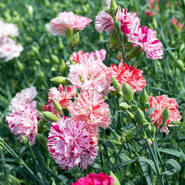 Carnation Flower seeds for Planting - Cottage Garden Essential, Heirloom & GMO Free Seeds for Home Garden
