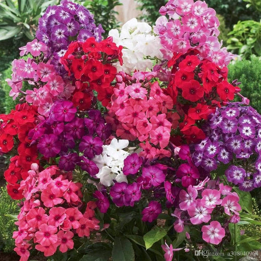 Mixed Color Phlox Seeds for Garden Planting