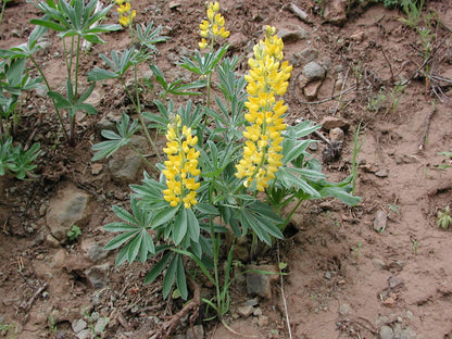 Lupine Wildflower Seeds yellow