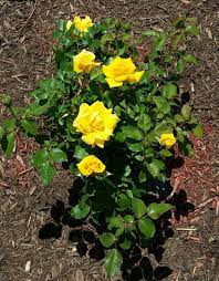 Rare Rose Seeds – Yellow Variety for Planting