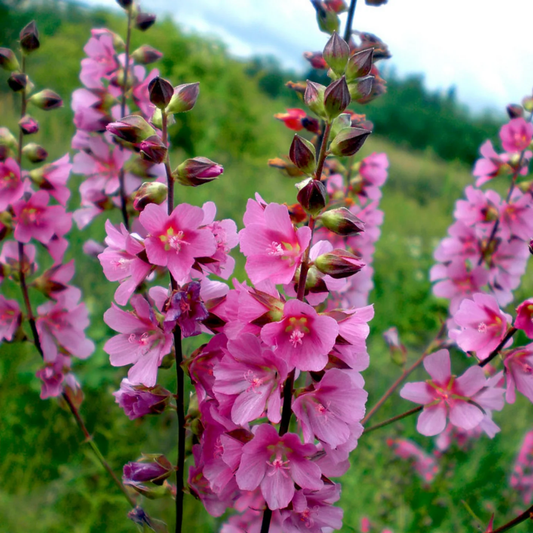 Pink Checkermallow Flower Seeds