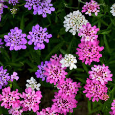 Candytuft Wildflower Seeds Tall Mix