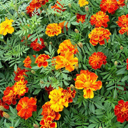 French Marigold Seeds