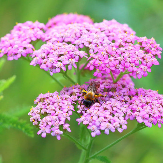 yarrow flower seeds purple