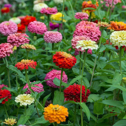 Bright mix Zinnia seeds
