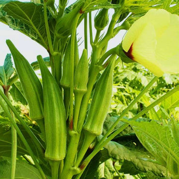 Semi di verdura Okra Lady's Finger